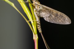 ARLEMPDES10052018Non-Signe-3