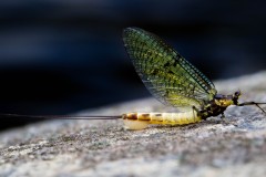 MOUCHE-DE-MAI-05-juin-2016748A7492