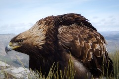 Aigle-du-Mezenc-V2