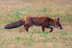 RENARD-GENDRIAC-IMG_4768010100