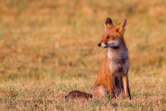 RENARD-GENDRIAC-IMG_4802010109